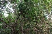 <strong>Psychotria nacdado - Birnbaum Philippe - 1430</strong><br />© Gâteblé Gildas